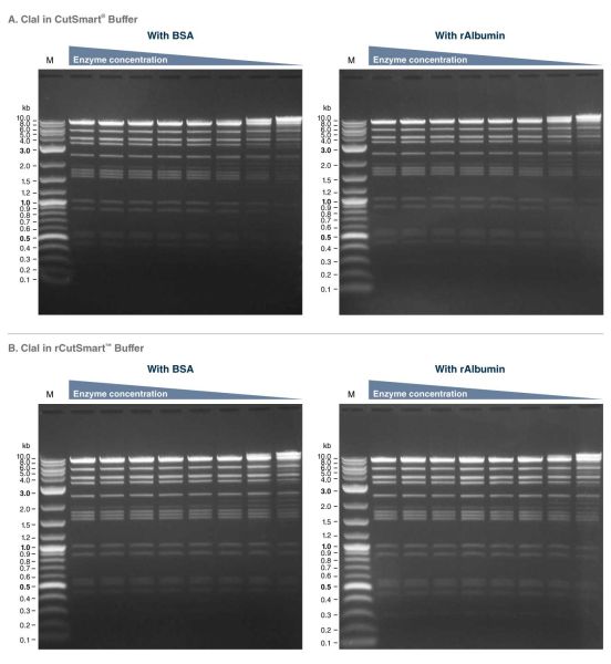 Bovine Serum Albumin