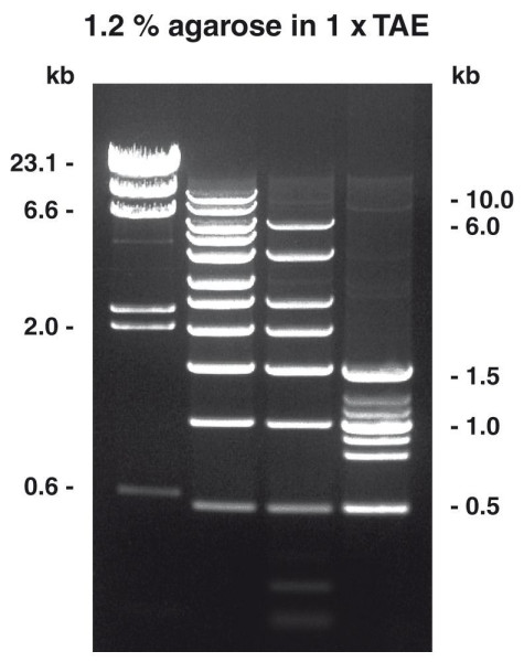 Certified Molecular Biology Agarose, 500 g